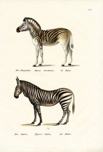 Mountain Zebra